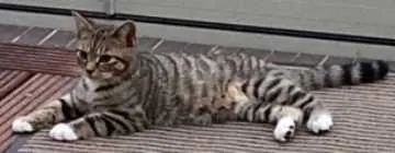 Tez, Leopoldshöhe