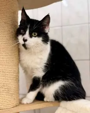 Bruno, Stadthagen