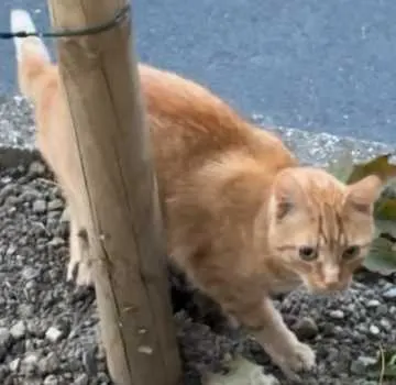 Simba, Much
