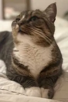 Milou, Stuttgart