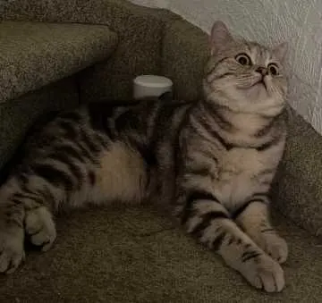 Mia, Siegen