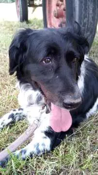Ronja, Gilserberg