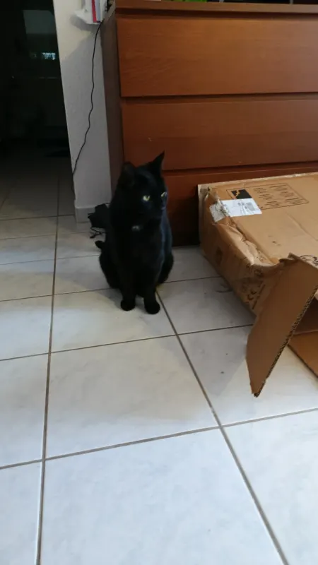 Loki, Schneverdingen