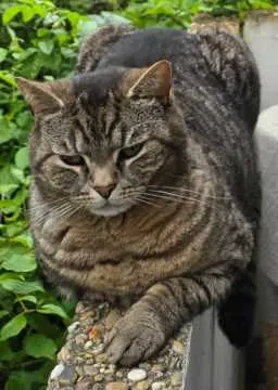 Milo, Alzey