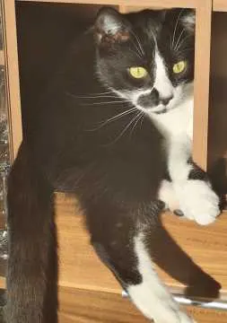 Blackie, Schlettau