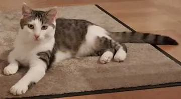 Smartie, Empfingen