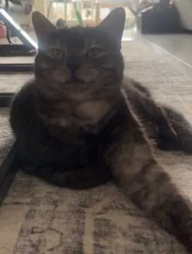 Nala, Reichshof