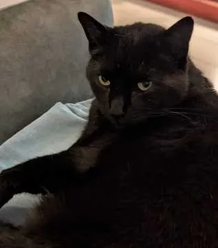 Momo, Goch
