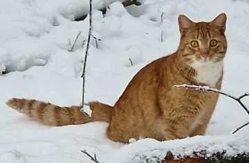Rudi, Isernhagen