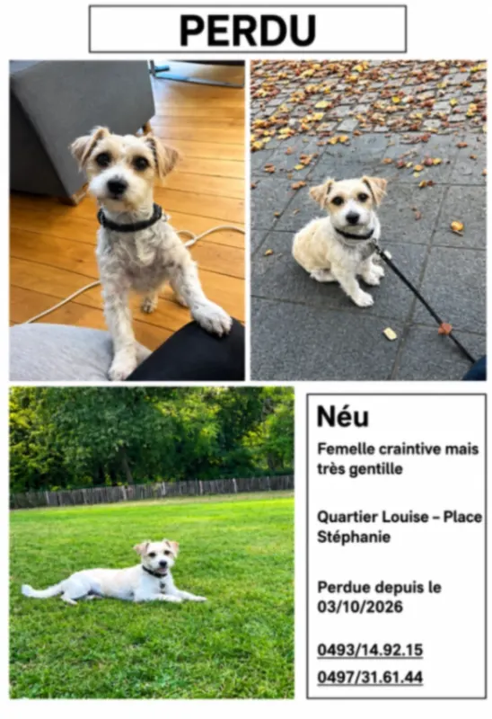 Néu, Ixelles/Elsene