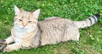 Nala, Hildrizhausen