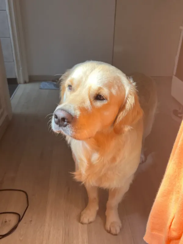 Baloo, Hasselt