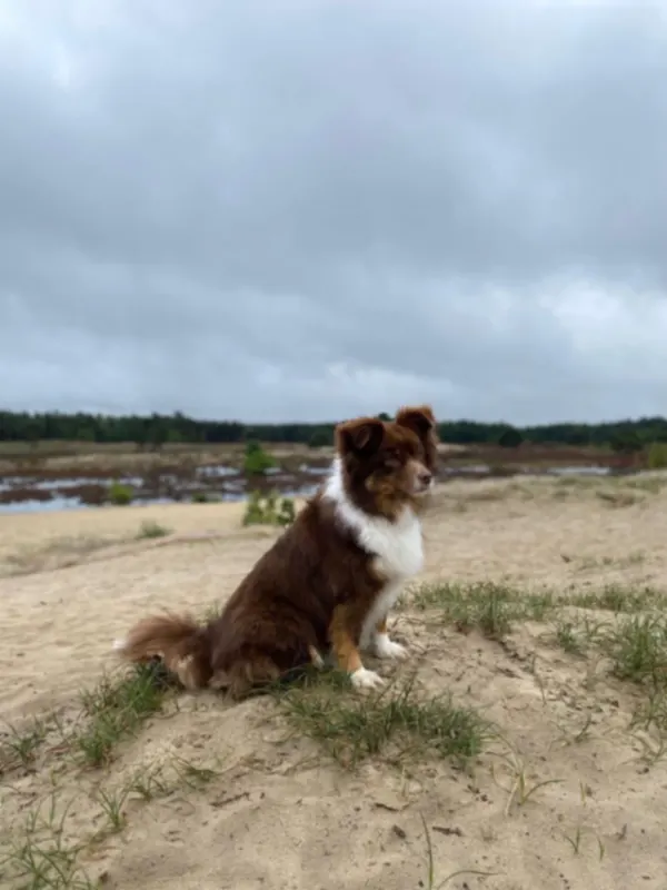 Shelby, Eksel