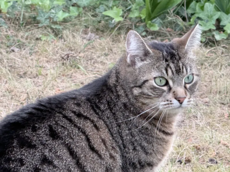 Molly, Burgdorf