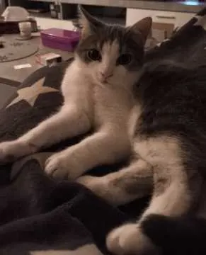Pepper, Kirkel