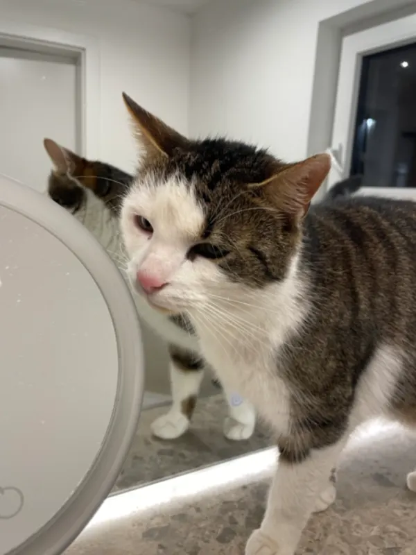 Momo, Burgdorf