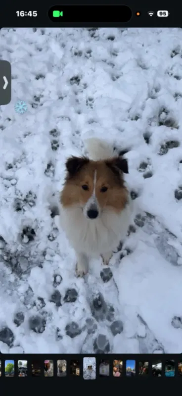 Koda, Braine-l'Alleud