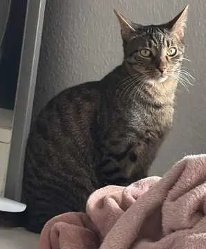 Pepper, Gevelsberg