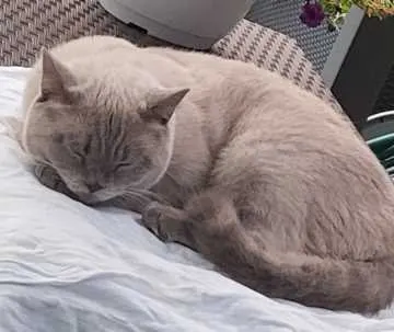 Silver, Lengerich