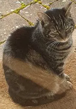 Minka, Renningen
