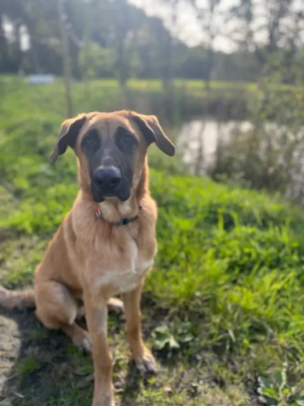 Rikkie, Lommel