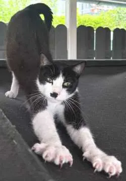 Jimmy, Aurich
