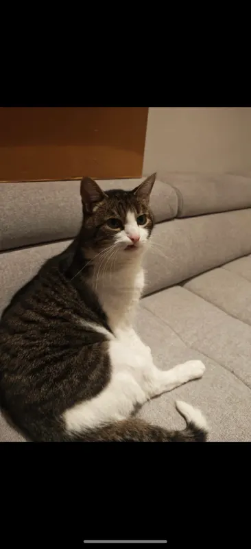 Filou, Rheinfelden