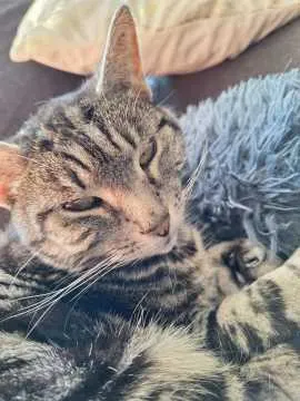 Nala, Oelde