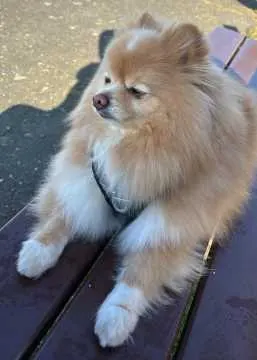 Pablo, Brokdorf