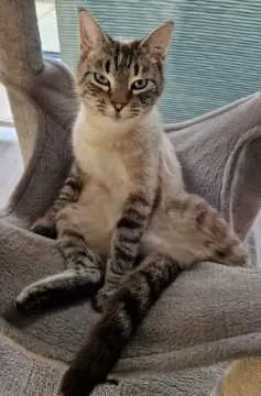 Simba, Eppelsheim