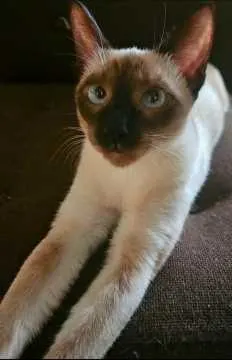 Coco, Bretten