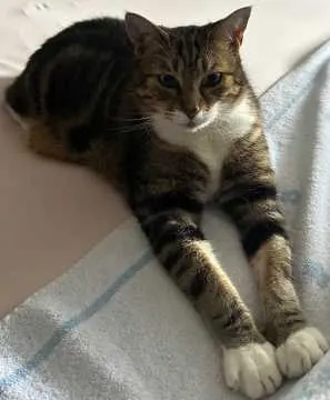 Noah, Hockenheim