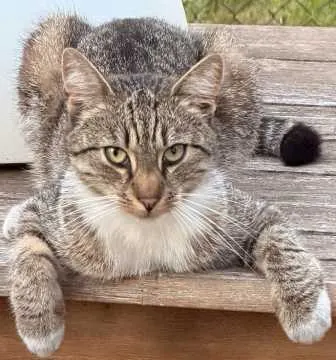 Nick, Delbrück