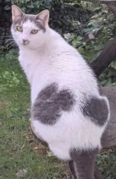 Elli, Murr