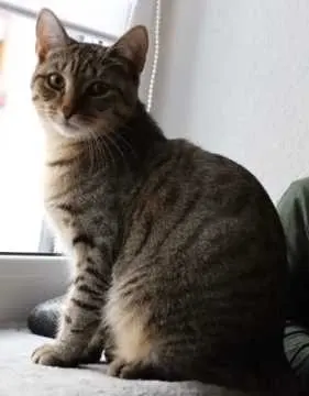 Charlie, Neuwied