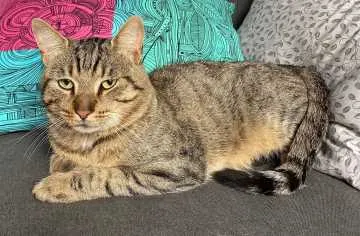 Tyger Jack, Torgau