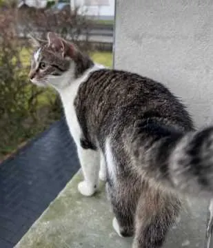 Nacho, Schlangen