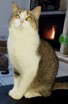Coco, Beckingen