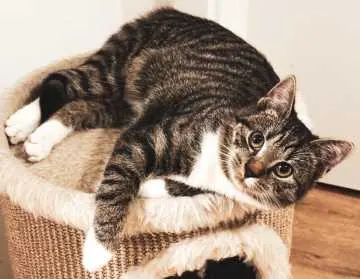 Ozzy, Delbrück
