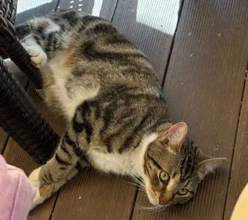 Feli Mimi, Brühl