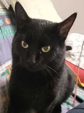 Hector, Sandhausen