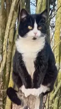 Kater, Penzlin