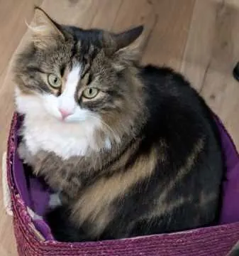 Luna, Steinen