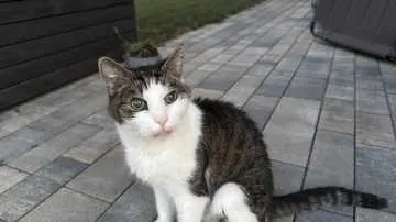 Snoopy, Wangen im Allgäu
