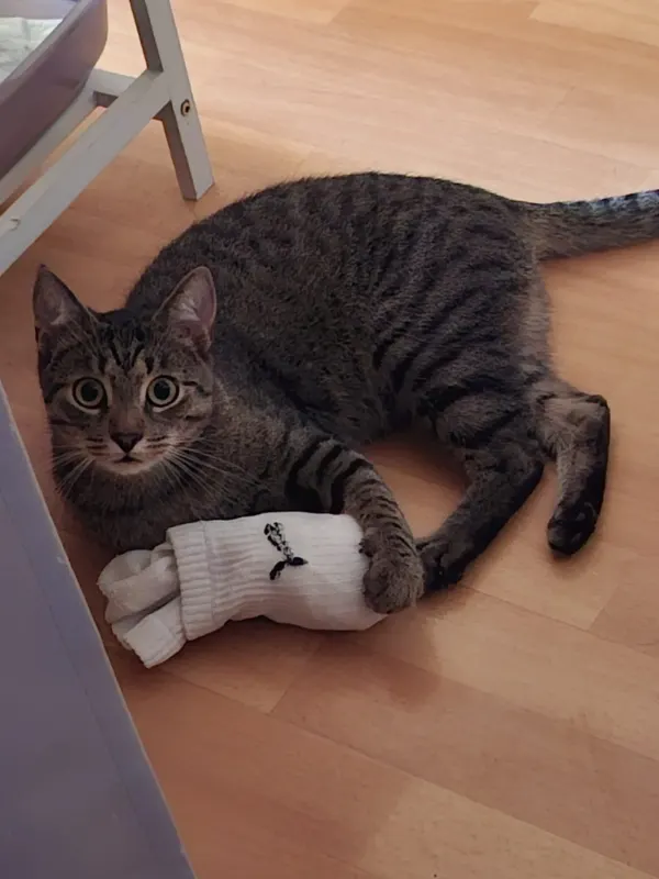 Hugo, Chemnitz