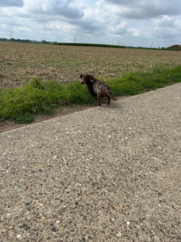 Puck,Teun,Arthur, Riemst