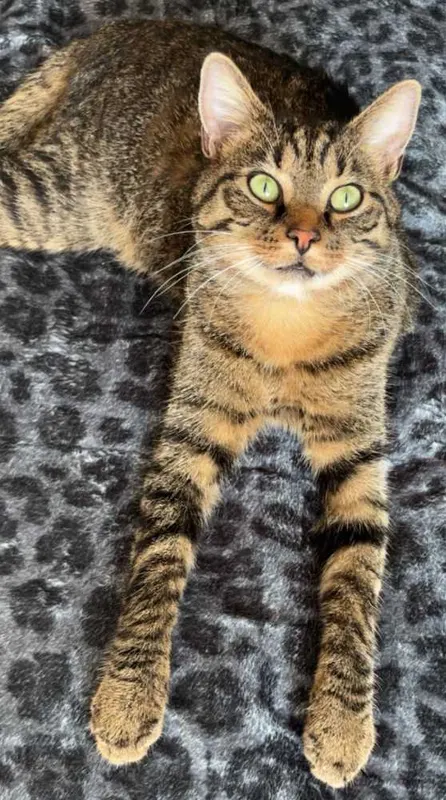 Tommy, Delbrück