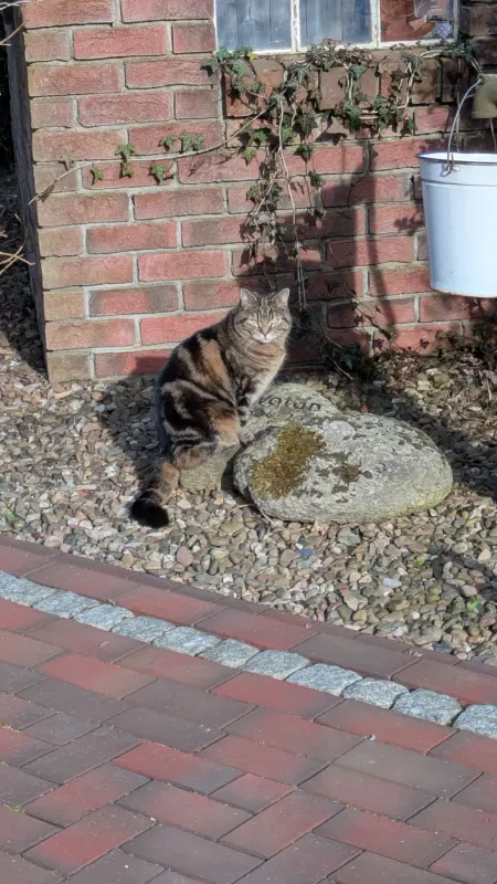Rocky, Westerstede