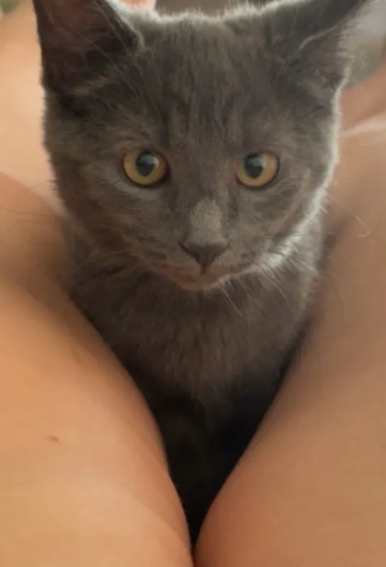 Koda, Verviers