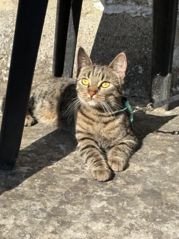 Bella, Verviers